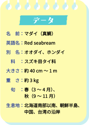 データ　名前：マダイ（真鯛）　英語名：Red seabream　別名：オオダイ、ホンダイ　科：スズキ目タイ科　大きさ：約40cm～1m　重さ：約3kg　旬：春（3～4月）、秋（9～11月）　生息地：北海道南部以南、朝鮮半島、中国、台湾の沿岸