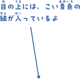 目の上には、こい青色の線が入っているよ