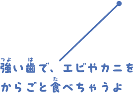 強い歯で、エビやカニをからごと食べちゃうよ