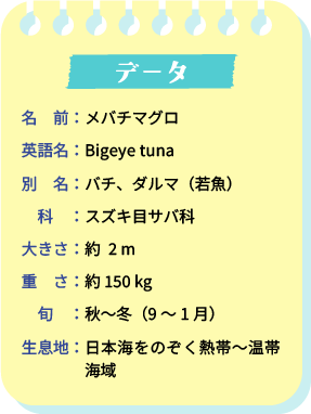 データ　名前：メバチマグロ　英語名：Bigeye tuna　別名：バチ、ダルマ（若魚）　科：スズキ目サバ科　大きさ：約2m　重さ：約150kg　旬：秋～冬（９～１月）　生息地：日本海をのぞく熱帯～温帯海域