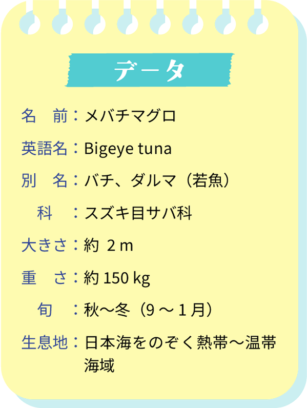 データ　名前：メバチマグロ　英語名：Bigeye tuna　別名：バチ、ダルマ（若魚）　科：スズキ目サバ科　大きさ：約2m　重さ：約150kg　旬：秋～冬（９～１月）　生息地：日本海をのぞく熱帯～温帯海域