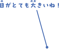 目がとても大きいね！