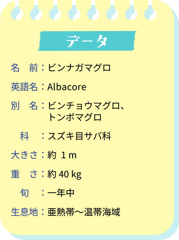 データ。名前：ビンナガマグロ。英語名：Albacore。別名：ビンチョウマグロ、トンボマグロ。科：スズキ目サバ科。大きさ：約1m。重さ：約40kg。旬：1年中。生息地：亜熱帯～温帯海域