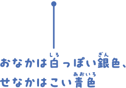 おなかは白っぽい銀色、せなかはこい青色。