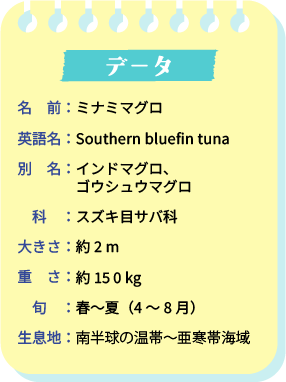 データ。名前：ミナミマグロ。英語名：Southerm bluefin tuna。別名：インドマグロ、ゴウシュウマグロ。科：スズキ目サバ科。大きさ：約2m。重さ：約150kg。旬：春～夏（4～8月）。生息地：南半球の温帯～亜寒帯海域。