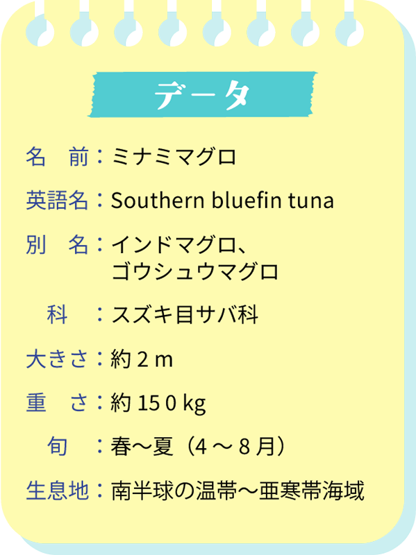 データ。名前：ミナミマグロ。英語名：Southerm bluefin tuna。別名：インドマグロ、ゴウシュウマグロ。科：スズキ目サバ科。大きさ：約2m。重さ：約150kg。旬：春～夏（4～8月）。生息地：南半球の温帯～亜寒帯海域。