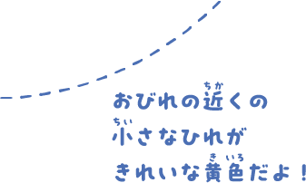 おびれの近くの小さなひれがきれいな黄色だよ！