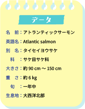 データ。名前：アトランティックサーモン。英語名：Atrantic salmon。別名：タイセイヨウサケ。科：サケ目サケ科。大きさ：約90cm～150cm。重さ：約6kg。旬：一年中。生息地：大西洋北部。