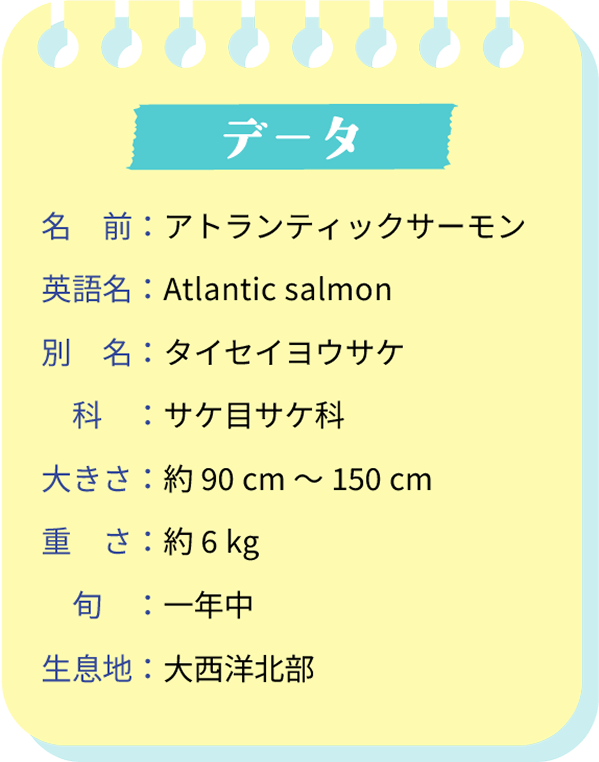 データ。名前：アトランティックサーモン。英語名：Atrantic salmon。別名：タイセイヨウサケ。科：サケ目サケ科。大きさ：約90cm～150cm。重さ：約6kg。旬：一年中。生息地：大西洋北部。