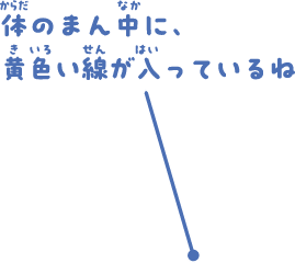 体のまん中に、黄色い線が入っているね。