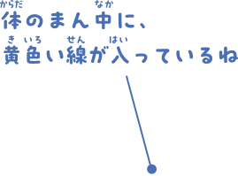 体のまん中に、黄色い線が入っているね。