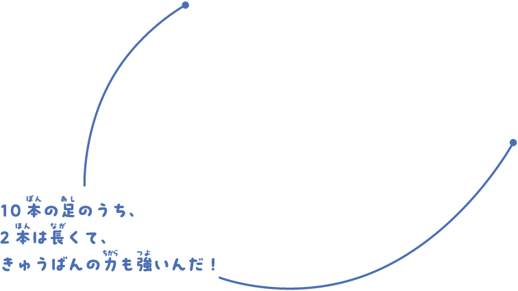 10本の足のうち、2本は長くて、きゅうばんの力も強いんだ！