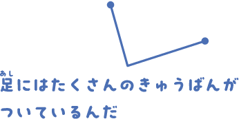 足にはたくさんのきゅうばんがついているんだ