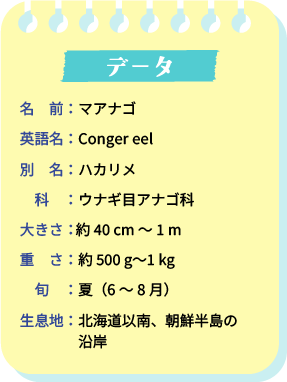 データ。名前：マアナゴ。英語名：Conger eel。別名：ハカリメ。科：ウナギ目アナゴ科。大きさ：約40cm～1m。重さ：約500g～1kg。旬：夏（6～8月）。生息地：北海道以南、朝鮮半島の沿岸。