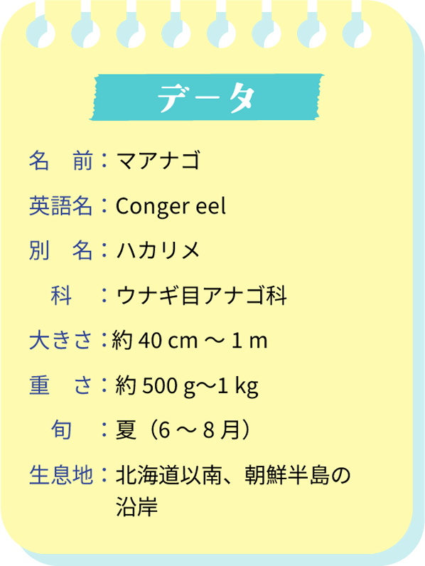 データ。名前：マアナゴ。英語名：Conger eel。別名：ハカリメ。科：ウナギ目アナゴ科。大きさ：約40cm～1m。重さ：約500g～1kg。旬：夏（6～8月）。生息地：北海道以南、朝鮮半島の沿岸。
