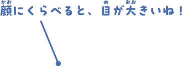 顔にくらべると、目が大きいね！