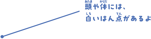 頭や体には、白いはん点があるよ