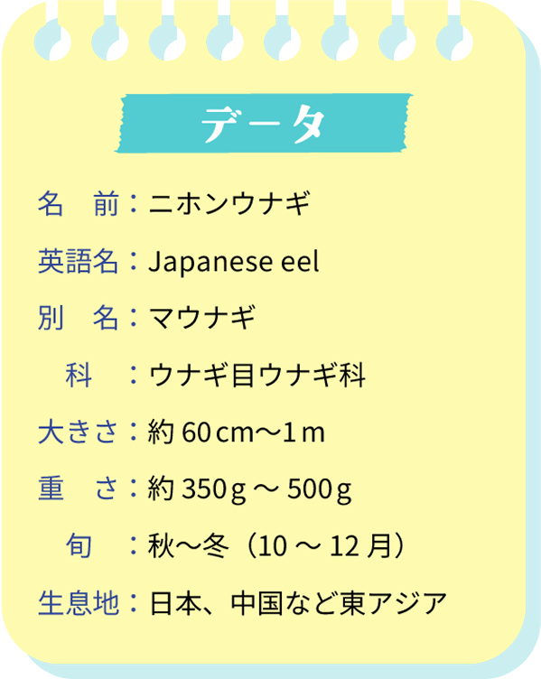 データ。名前：ニホンウナギ。英語名：Japanese eel。別名：マウナギ。科：ウナギ目ウナギ科。大きさ：約60cm～1m。重さ：約350g～500g。旬：秋～冬（10～12月）。生息地：日本、中国など東アジア。
