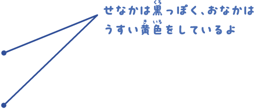 せなかは黒っぽく、おなかはうすい黄色をしているよ