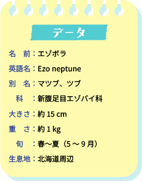 データ。名前：エゾボラ。英語名：Ezo neptune。別名：マツブ、ツブ。科：新腹足目エゾバイ科。大きさ：約15cm。重さ：約1kg。旬：春～夏（5～9月）。生息地：北海道周辺