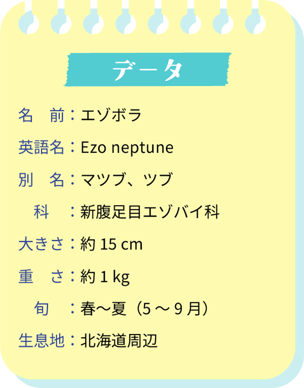 データ。名前：エゾボラ。英語名：Ezo neptune。別名：マツブ、ツブ。科：新腹足目エゾバイ科。大きさ：約15cm。重さ：約1kg。旬：春～夏（5～9月）。生息地：北海道周辺