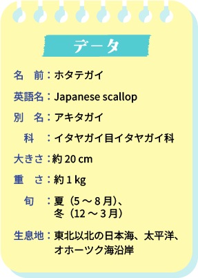 データ。名前：ホタテガイ。英語名：Japanese scallop。別名：アキタガイ。科：イタヤガイ目イタヤガイ科。大きさ：約20cm。重さ：約1kg。旬：夏（5～8月）、冬（12～3月）。生息地：東北以北の日本海、太平洋、オホーツク海沿岸