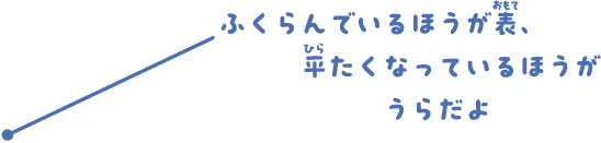ふくらんでいるほうが表、平たくなっているほうがうらだよ