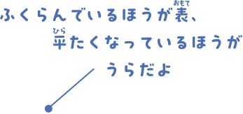 ふくらんでいるほうが表、平たくなっているほうがうらだよ