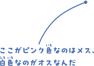 ここがピンク色のはメス、白色なのがオスなんだ