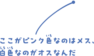 ふくらんでいるほうが表、平たくなっているほうがうらだよ