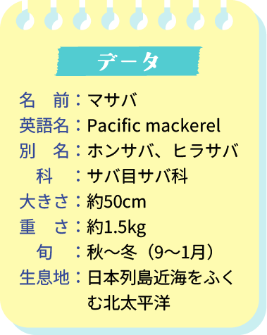 名　前：マサバ　英語名：Pacific mackerel　別　名：ホンサバ、ヒラサバ　科　：サバ目サバ科　大きさ：約50cm　重　さ：約1.5kg　旬　：秋～冬（9～1月）　生息地：日本列島近海をふくむ北太平洋
