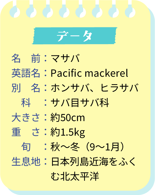 名　前：マサバ　英語名：Pacific mackerel　別　名：ホンサバ、ヒラサバ　科　：サバ目サバ科　大きさ：約50cm　重　さ：約1.5kg　旬　：秋～冬（9～1月）　生息地：日本列島近海をふくむ北太平洋
