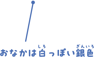 おなかは白っぽい銀色
