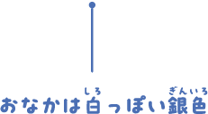おなかは白っぽい銀色