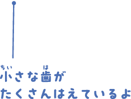 小さな歯がたくさんはえているよ