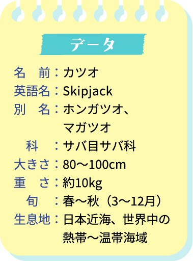 名前：カツオ 英語名：Skipjack 別　名：ホンガツオ、 マガツオ 科：サバ目サバ科 大きさ：80～100cm 重　さ：約10kg 旬：春～秋（3～12月） 生息地：日本近海、世界中の 熱帯〜温帯海域
