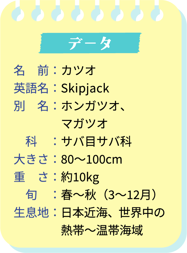 名前：カツオ 英語名：Skipjack 別　名：ホンガツオ、 マガツオ 科：サバ目サバ科 大きさ：80～100cm 重　さ：約10kg 旬：春～秋（3～12月） 生息地：日本近海、世界中の 熱帯〜温帯海域