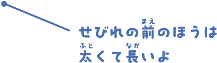 せびれの前のほうは太くて長いよ
