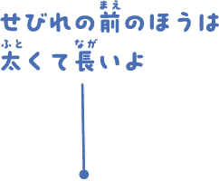 せびれの前のほうは太くて長いよ