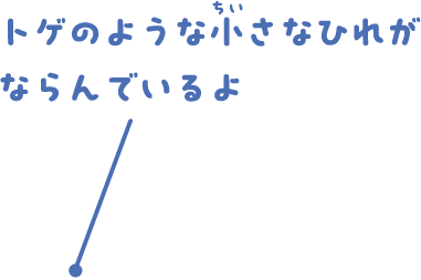 トゲのような小さなひれがならんでいるよ
