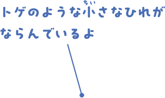 トゲのような小さなひれがならんでいるよ