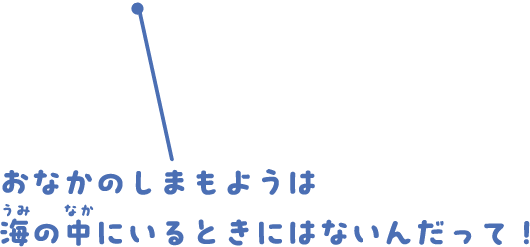 おなかのしまもようは海の中にいるときにはないんだって！