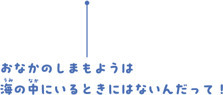 おなかのしまもようは海の中にいるときにはないんだって！